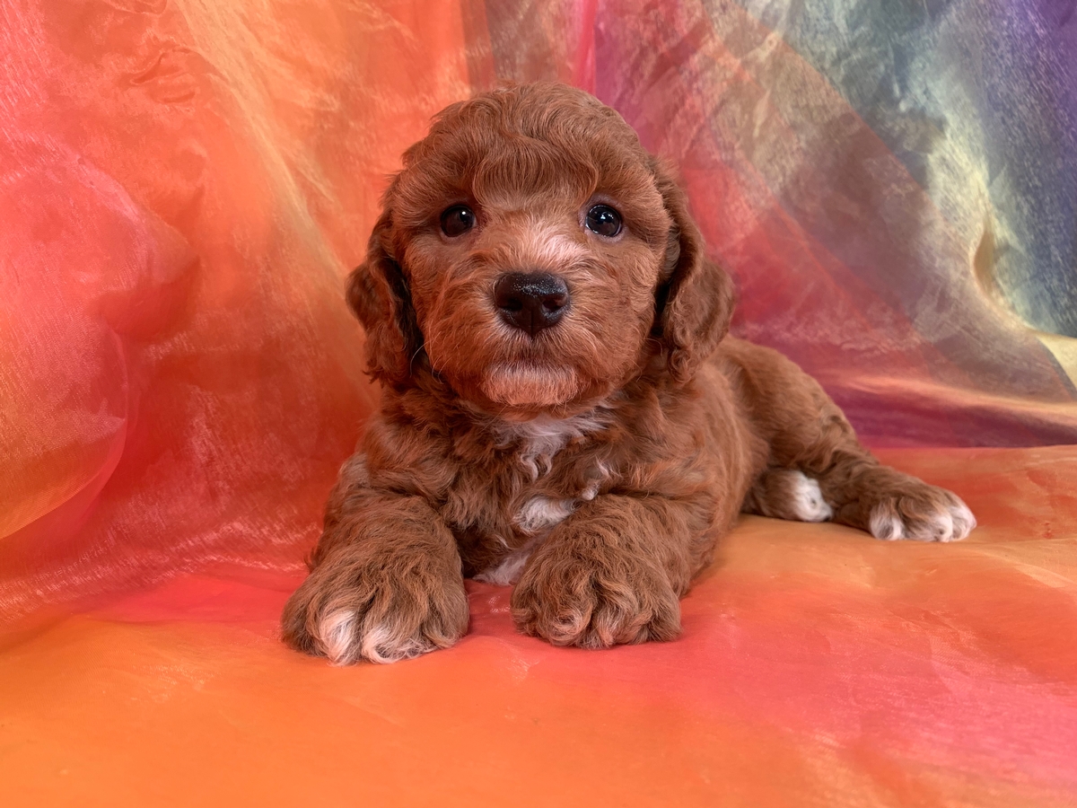 Dark Red Mini Goldendoodle Male For Sale DOB 2021-07-23 $1800